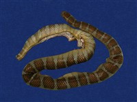 藏品(闊帶青斑海蛇)的圖片